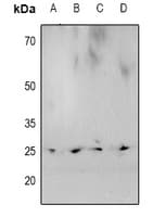 CBX5 / HP1 Alpha Antibody