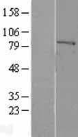 F13A1 / Factor XIIIa Protein (Over-Expression Lysate Myc-DDK (Flag))