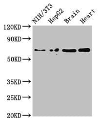 EMB/ Embigin Antibody