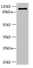 AGBL2 / CCP2 Antibody