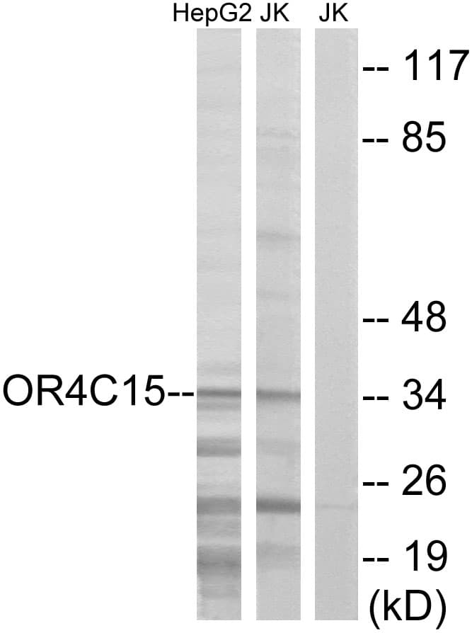 OR4C15 Antibody (aa261-310)