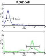 CCT3 Antibody (aa298-326)