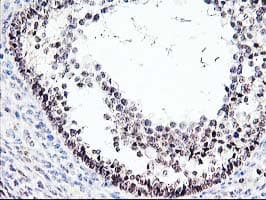PRMT2 Antibody (clone OTI1A3)