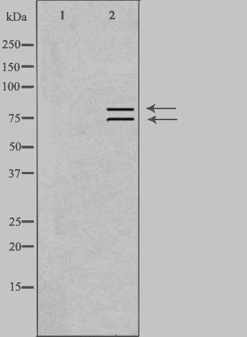ARHGEF7 Antibody