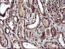 CDC123 Antibody (clone OTI2D4)
