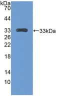 CENPH / CENP-H Antibody (aa28-241)