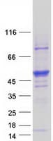 Human STK25 Protein (Recombinant Myc-DDK (Flag))