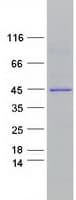 Human SERPINB10 Protein (Recombinant Myc-DDK (Flag))
