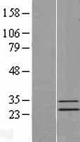 MRPS15 Protein (Over-Expression Lysate Myc-DDK (Flag))