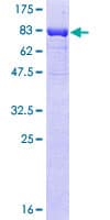 Human MKNK1 / MNK1 Protein (Recombinant GST)