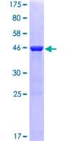 Human NRAS / N-ras Protein (Recombinant GST)