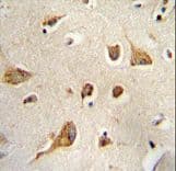 KIF5C Antibody