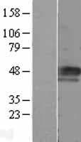 CCNE1 / Cyclin E1 Protein (Over-Expression Lysate Myc-DDK (Flag))