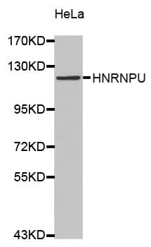 HnRNP U Antibody