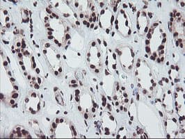 FMR1 / FMRP Antibody (aa36-279, clone OTI5B9)