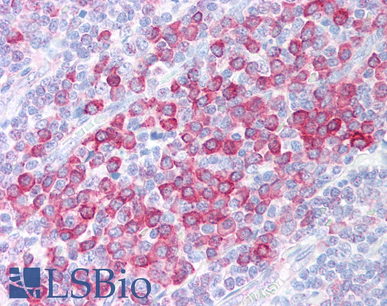 IHC-plus™ C1QTNF4 / CTRP4 Antibody