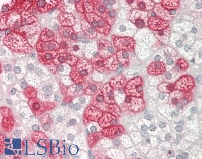 Kinesin Heavy Chain / KIF5B Antibody (N-Terminus)