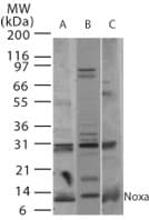 IHC-plus™ PMAIP1 / NOXA Antibody (aa51-66)