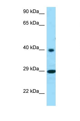 RGR Antibody (C-Terminus)