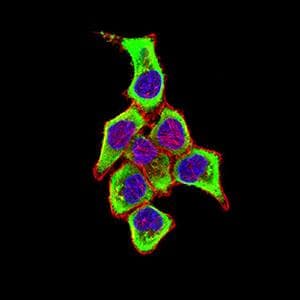 SIGLEC1 / CD169 / Sialoadhesin Antibody (clone 2A4D1)