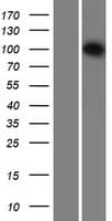 Human INTS6 Protein (Over-Expression Lysate Myc-DDK (Flag))