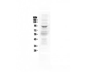 Polyclonal Rabbit anti-Human ZAK / MLTK Antibody (WB)