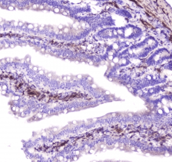Polyclonal Rabbit anti-Mouse HSPB1 / HSP27 Antibody (IHC, WB)