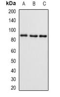 Polyclonal Rabbit anti-Human SMYD4 Antibody (IHC, IF, WB)