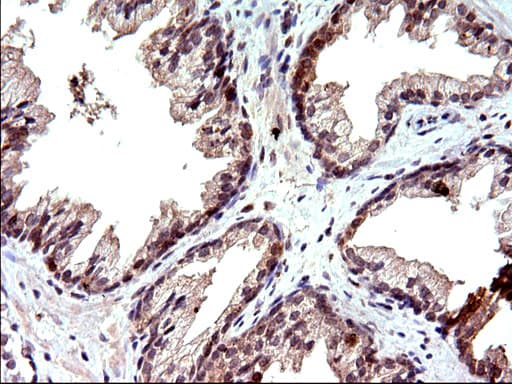 EMC8 / COX4NB Antibody (clone OTI1D6)
