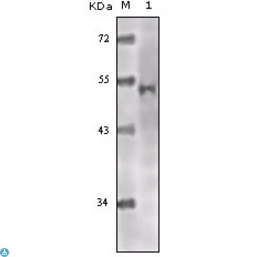 KAT5 / TIP60 Antibody