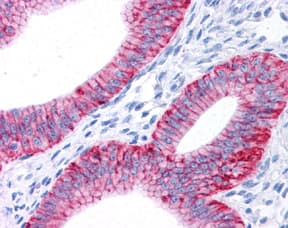 ATP1A1 Antibody (clone 464.6 (6H))