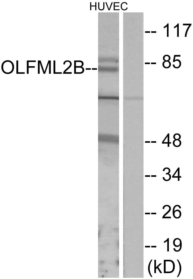 IHC-plus™ OLFML2B Antibody (aa171-220)