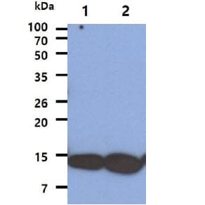 COX5A Antibody (clone AT7A6)
