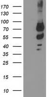 KATNB1 Antibody (clone OTI5C4, Carrier-free)
