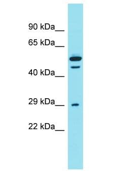 DCST2 Antibody (aa386-435)