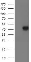 LCMT1 Antibody (clone OTI1E8)