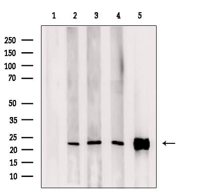 ARL15 Antibody