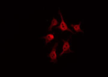 BCOR Antibody