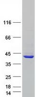 Human APOL2 / Apolipoprotein L 2 (Recombinant Myc-DDK (Flag))