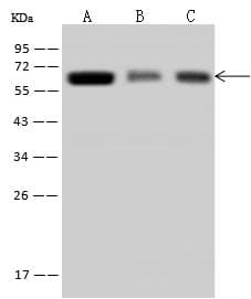 Polyclonal Rabbit anti-Human TROVE2 Antibody (IF, WB)