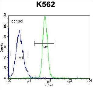 LRRC63 Antibody (aa484-513)