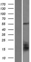 GLUD2 Protein (Over-Expression Lysate Myc-DDK (Flag))