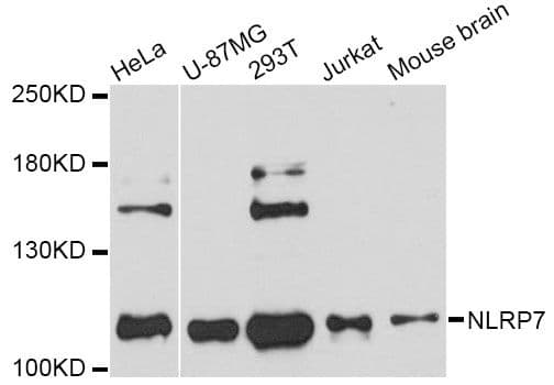 NLRP7 / NALP7 Antibody