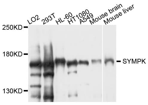 SYMPK / Symplekin Antibody