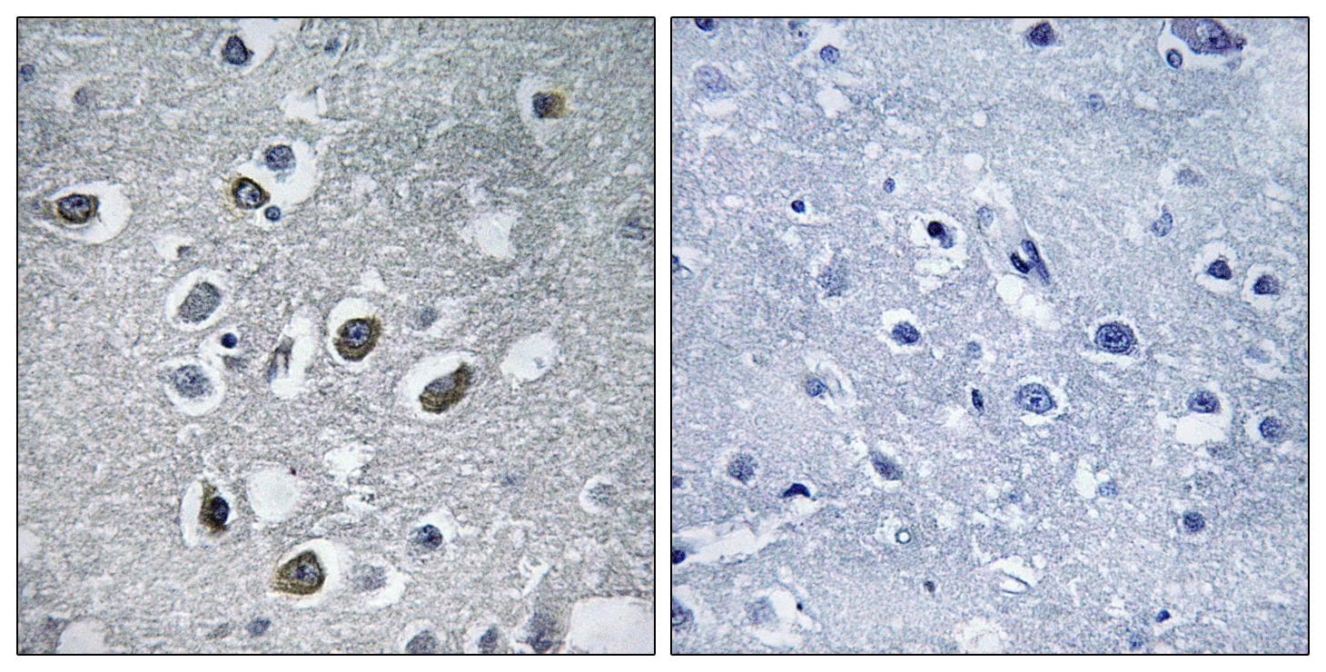 RNF174 / MARCH4 Antibody