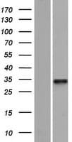 FLJ11286 Protein (Over-Expression Lysate Myc-DDK (Flag))