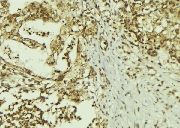 SUN5 / SPAG4L Antibody