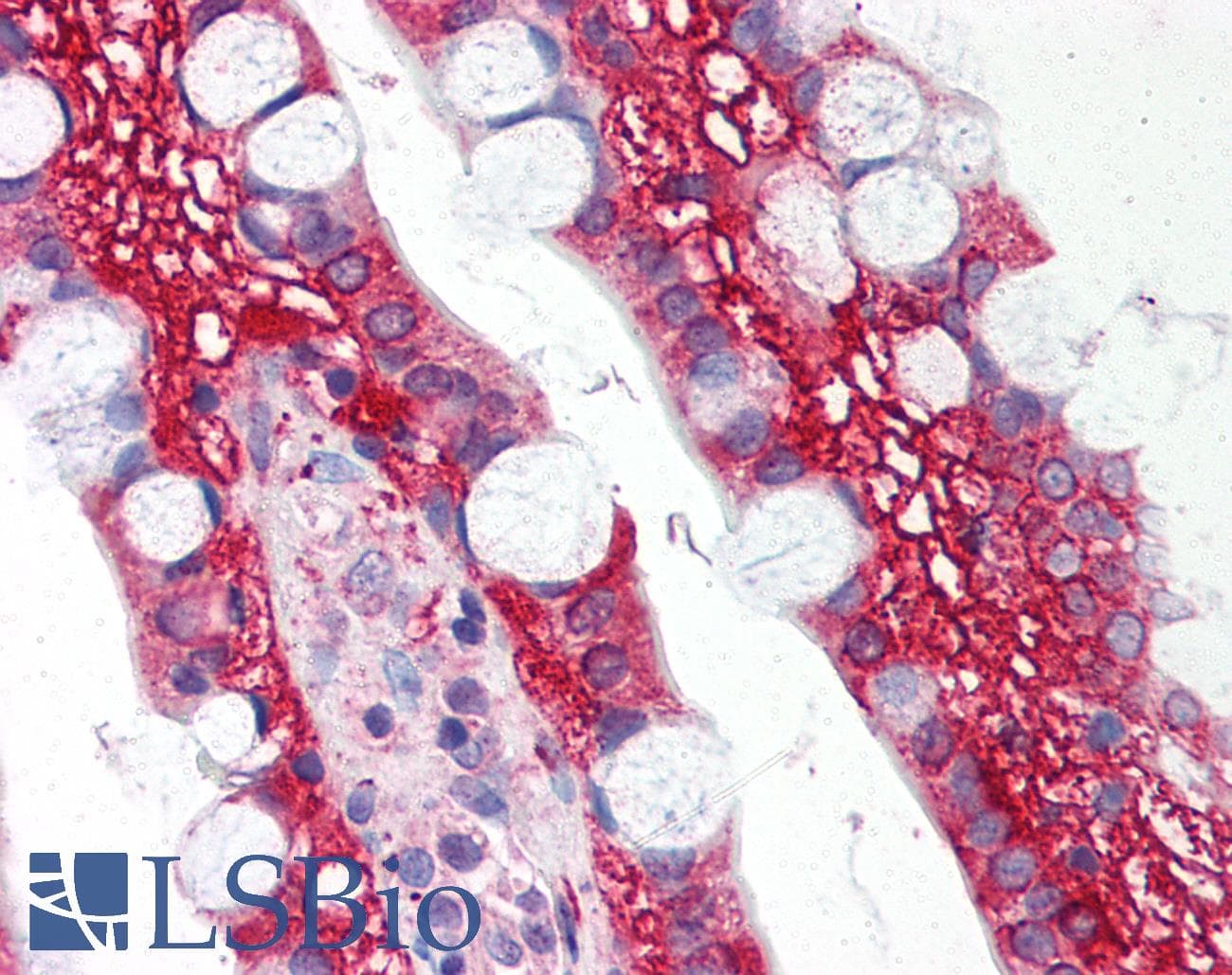 IHC-plus™ TLR1 Antibody