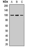 CDH4 / R Cadherin Antibody