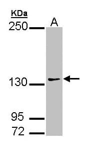 AUTS2 Antibody